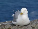 SX07194 Herring Gull sitting on cliff edge (Larus argentatus).jpg